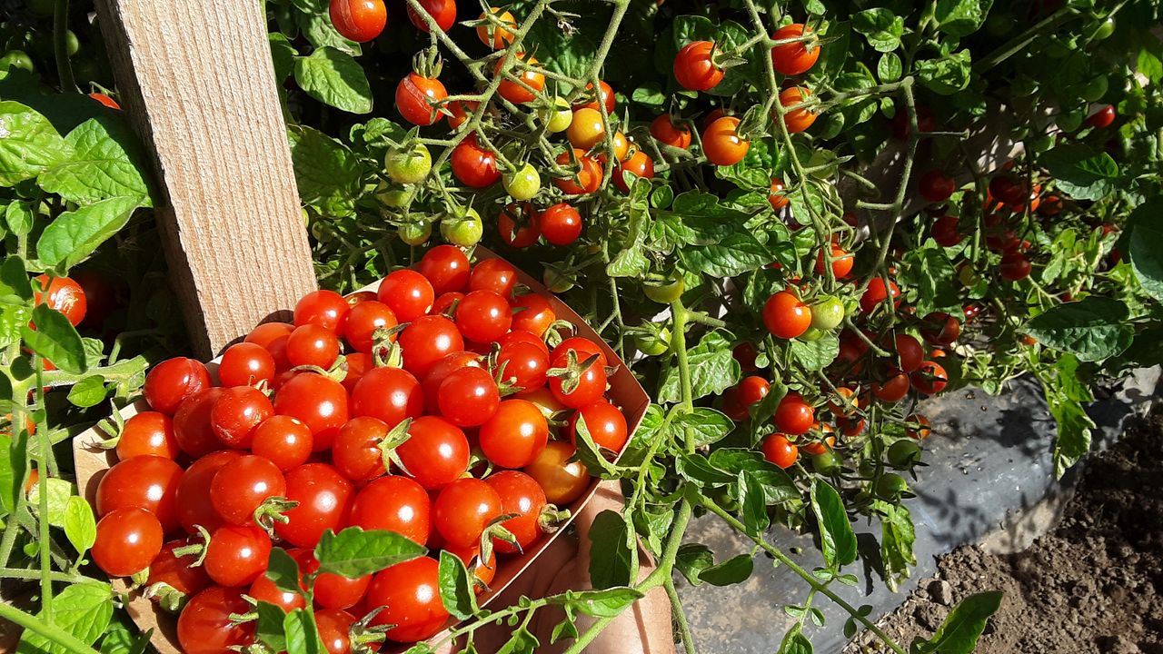 tomatoes-sweet-100-cherry-tomatoes